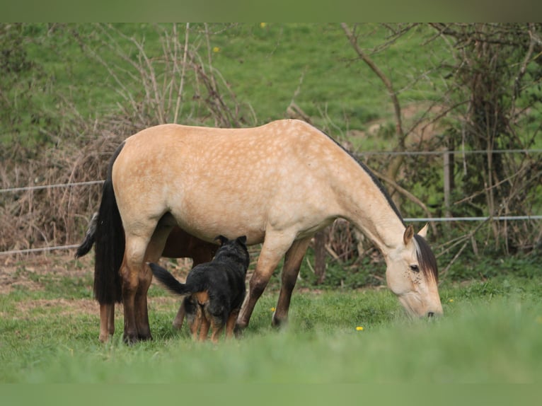 PRE Stute 7 Jahre 164 cm Buckskin in Larajasse