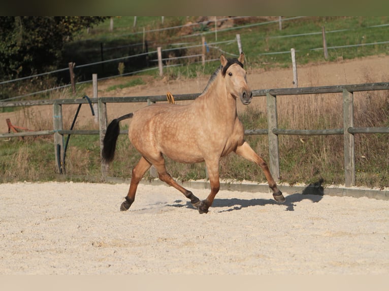 PRE Stute 7 Jahre 164 cm Buckskin in Larajasse