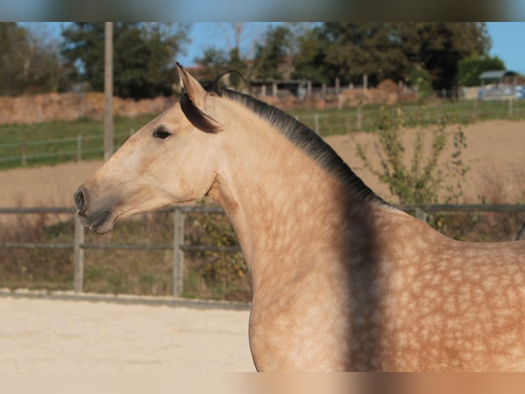 PRE Stute 7 Jahre 164 cm Buckskin in Larajasse