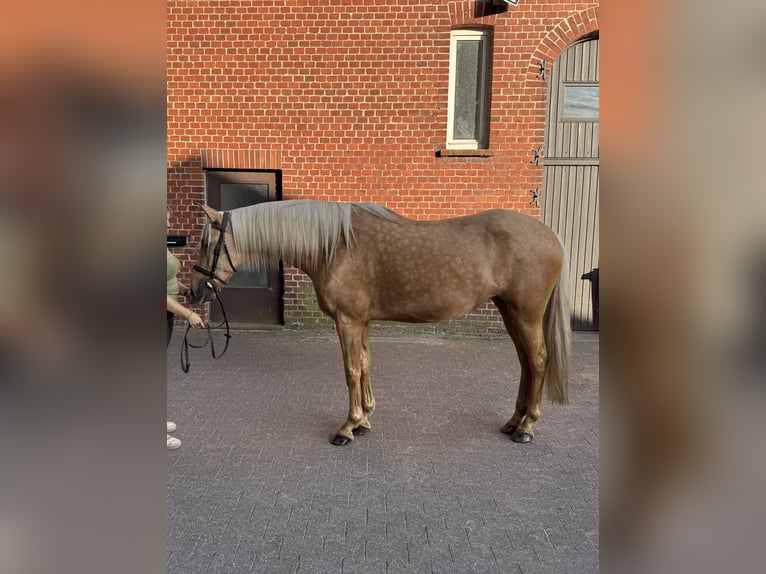 PRE Stute 7 Jahre 165 cm Palomino in Verl