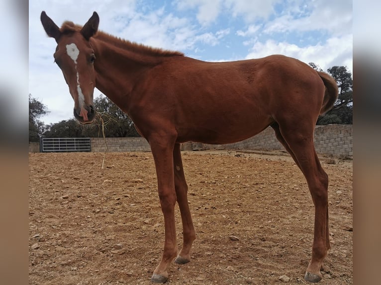 PRE Stute 7 Jahre 165 cm Palomino in Verl