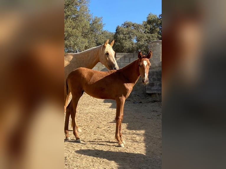 PRE Stute 7 Jahre 165 cm Palomino in Verl