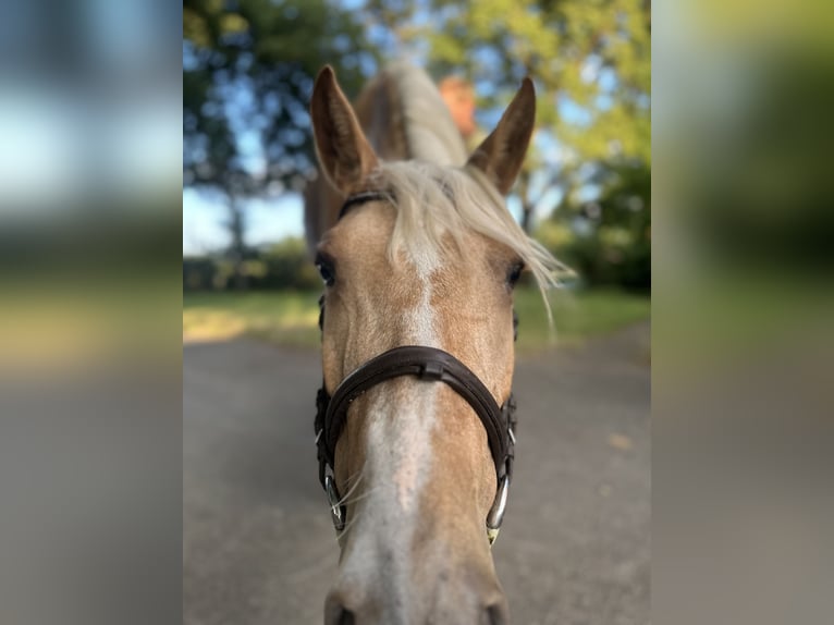 PRE Stute 7 Jahre 165 cm Palomino in Verl