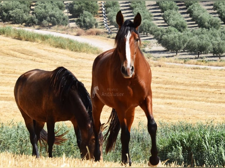 PRE Stute 7 Jahre 167 cm Brauner in Provinz Cordoba