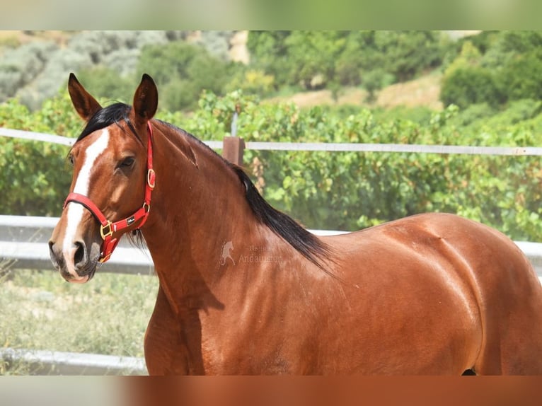 PRE Stute 7 Jahre 167 cm Brauner in Provinz Cordoba