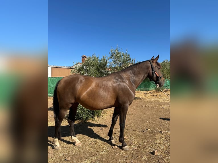 PRE Stute 7 Jahre 167 cm Dunkelbrauner in Peñarroya-Pueblonuevo