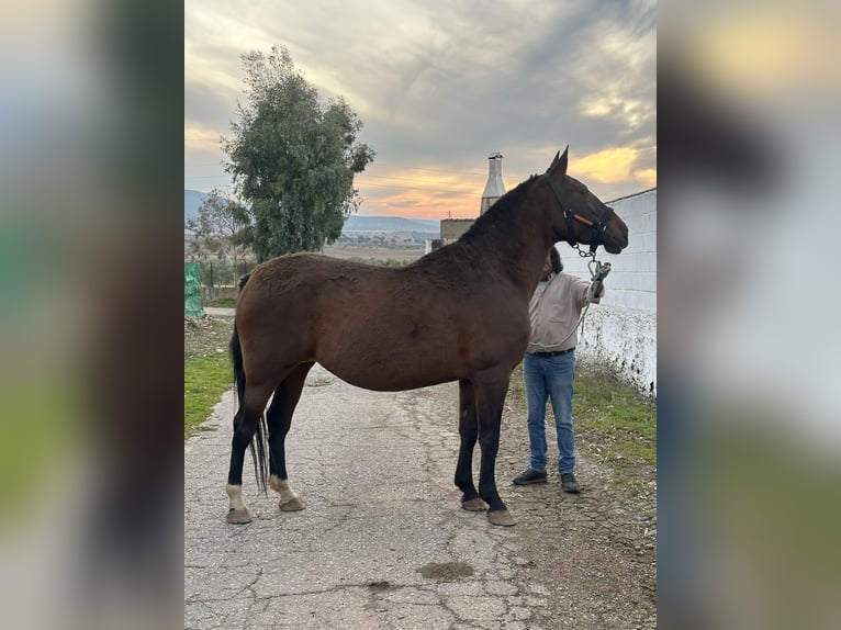 PRE Stute 7 Jahre 167 cm Dunkelbrauner in Peñarroya-Pueblonuevo