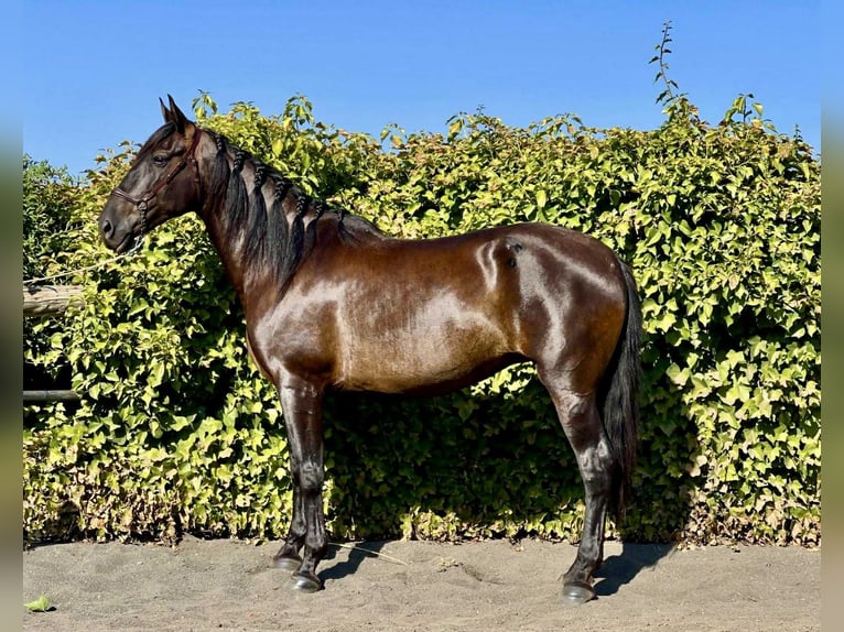 PRE Mix Stute 7 Jahre 167 cm Rappe in Galaroza (Huelva)