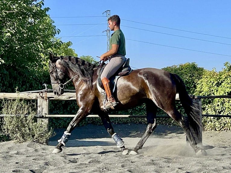 PRE Mix Stute 7 Jahre 167 cm Rappe in Galaroza (Huelva)