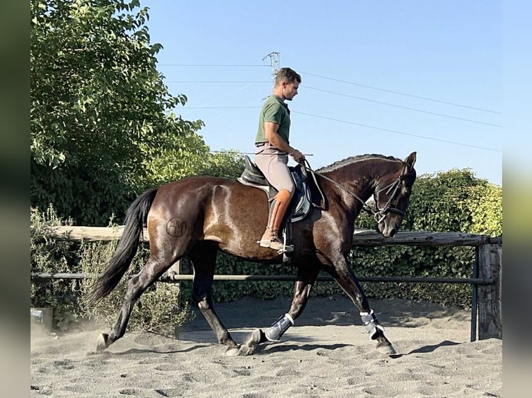 PRE Mix Stute 7 Jahre 167 cm Rappe in Galaroza (Huelva)