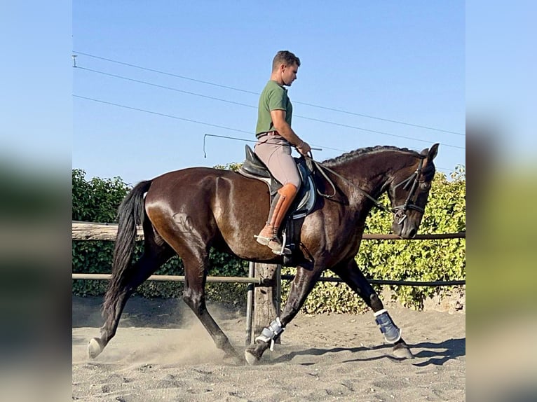 PRE Mix Stute 7 Jahre 167 cm Rappe in Galaroza (Huelva)