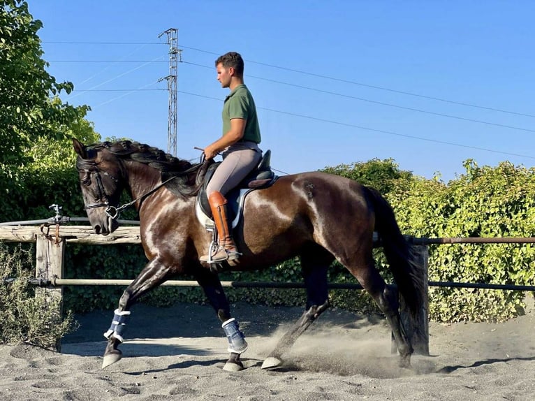 PRE Mix Stute 7 Jahre 167 cm Rappe in Galaroza (Huelva)