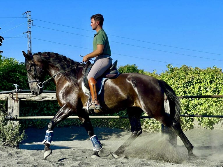 PRE Mix Stute 7 Jahre 167 cm Rappe in Galaroza (Huelva)