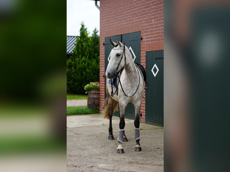 PRE Mix Stute 7 Jahre 168 cm in Roseburg