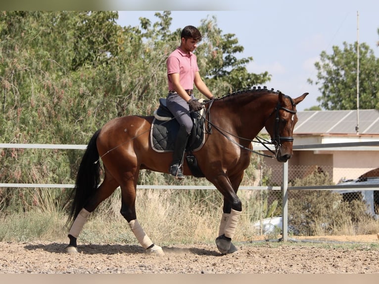 PRE Mix Stute 7 Jahre 168 cm Dunkelbrauner in Valencia