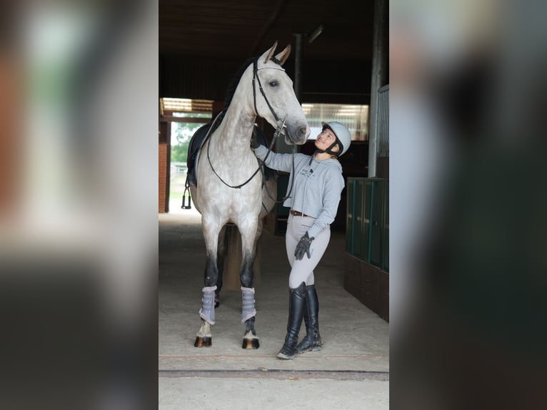 PRE Mix Stute 7 Jahre 168 cm Schimmel in Roseburg