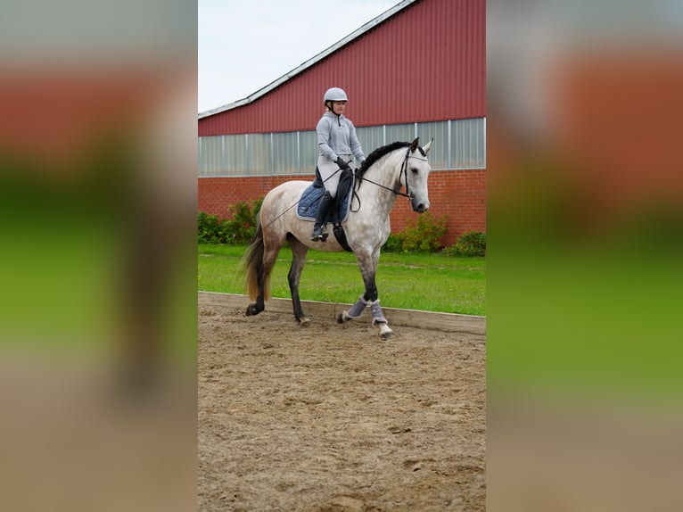 PRE Mix Stute 7 Jahre 168 cm Schimmel in Roseburg
