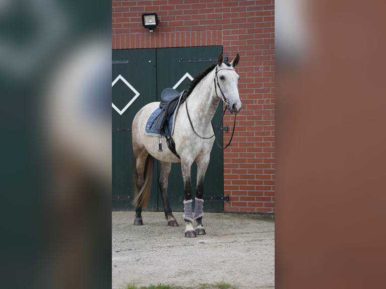 PRE Mix Stute 7 Jahre 168 cm Schimmel in Roseburg