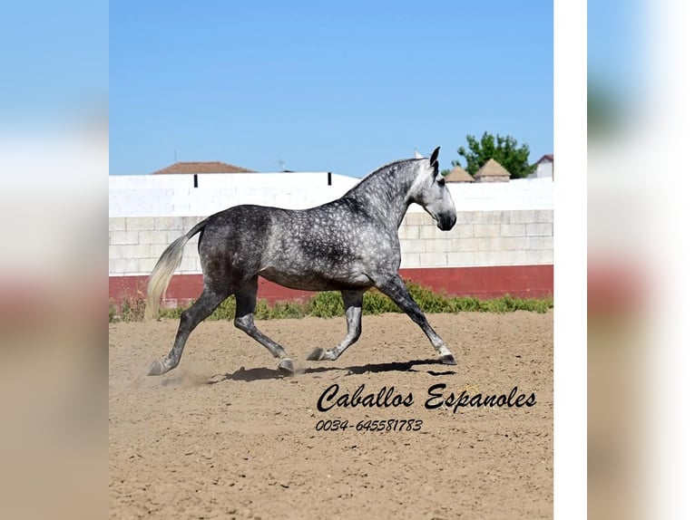 PRE Stute 7 Jahre 168 cm Schimmel in Vejer de la Frontera