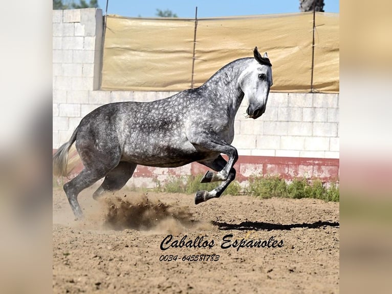 PRE Stute 7 Jahre 168 cm Schimmel in Vejer de la Frontera