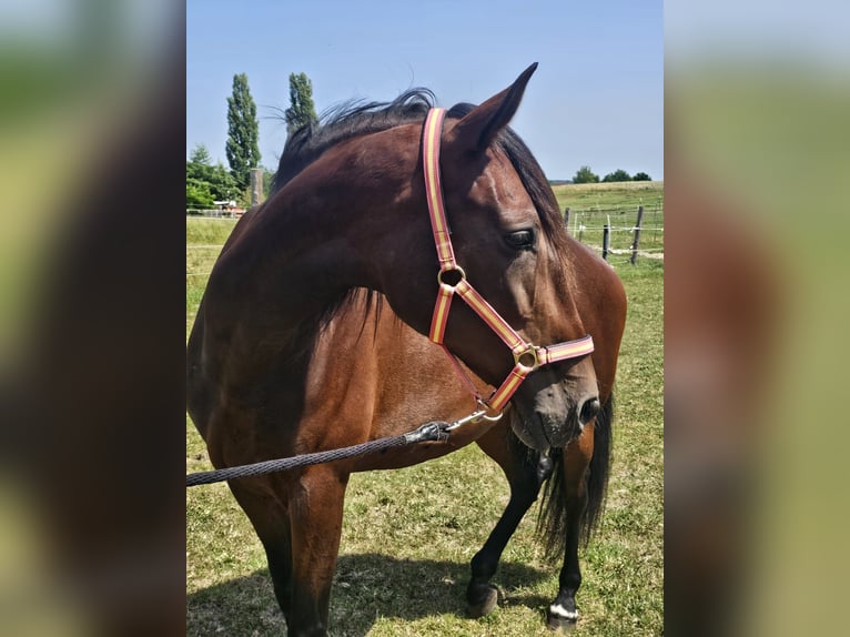 PRE Mix Stute 7 Jahre 169 cm Brauner in Herzogenaurach