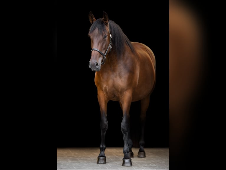 PRE Stute 7 Jahre 170 cm  in Ruppichteroth
