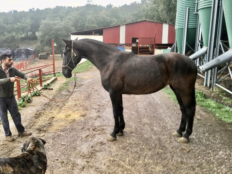 PRE Stute 7 Jahre 170 cm Rappe in Galaroza (Huelva)