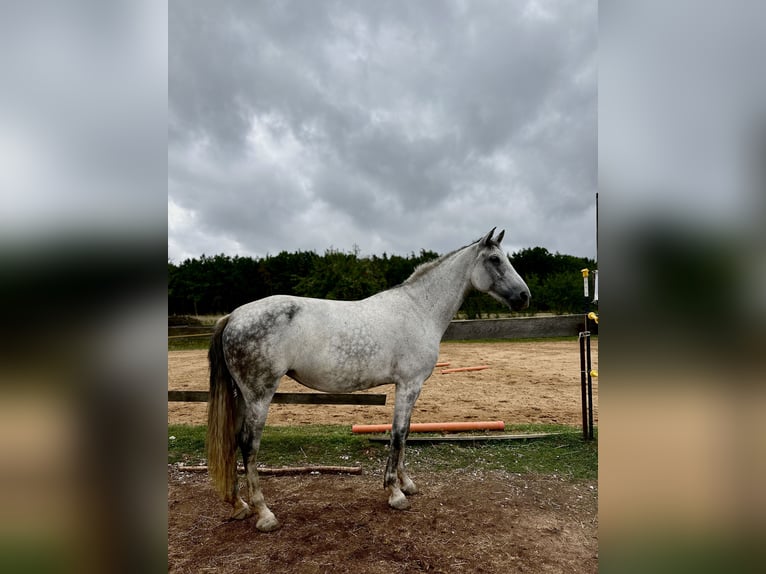 PRE Stute 7 Jahre 172 cm Apfelschimmel in Herzogenaurach