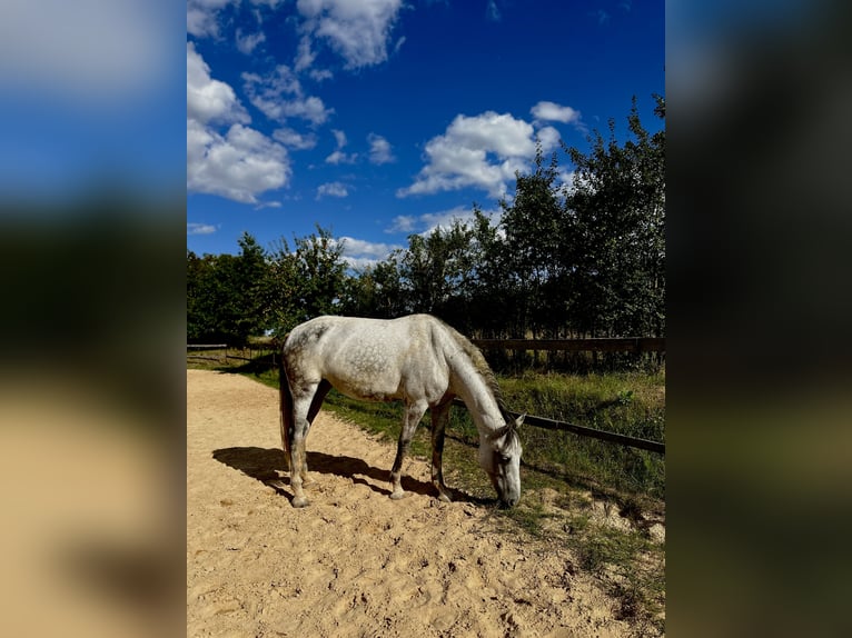 PRE Stute 7 Jahre 172 cm Apfelschimmel in Herzogenaurach