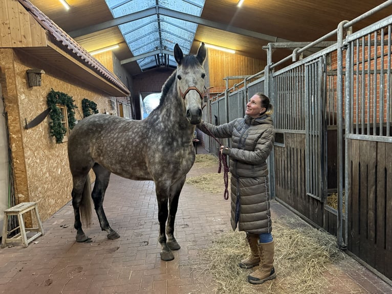 PRE Mix Stute 7 Jahre Apfelschimmel in Oldenburg