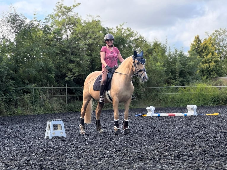 PRE Stute 8 Jahre 152 cm Palomino in Flonheim