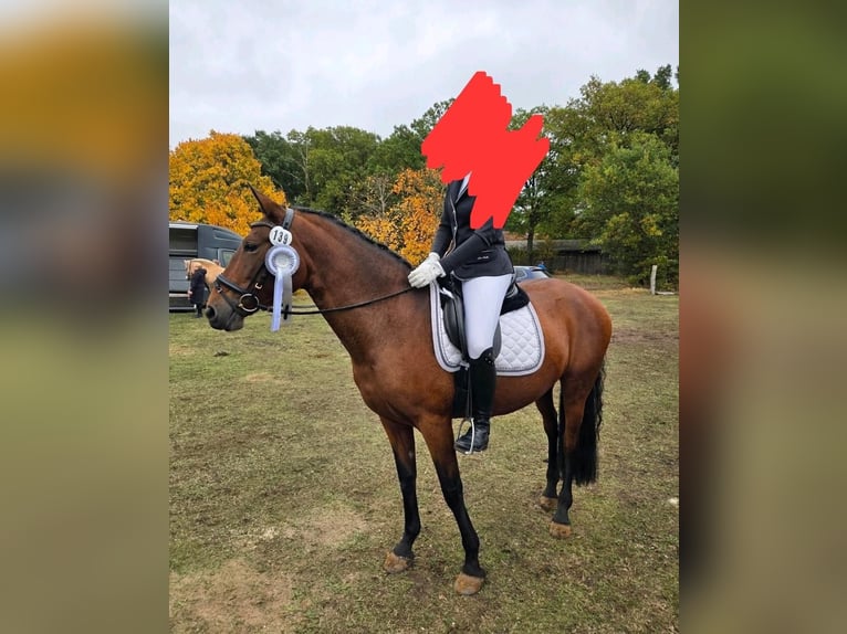 PRE Stute 8 Jahre 155 cm  in Oldendorf