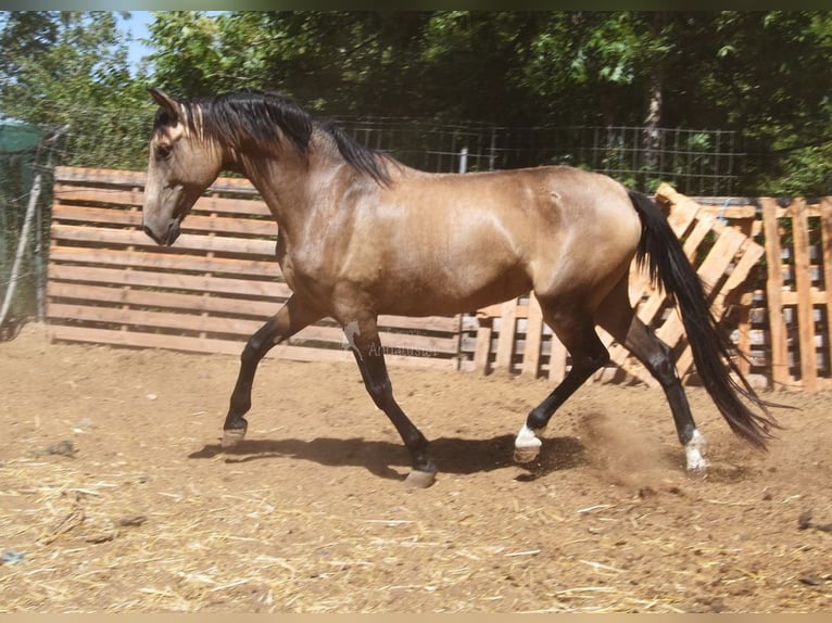 PRE Stute 8 Jahre 156 cm Falbe in Provinz Malaga