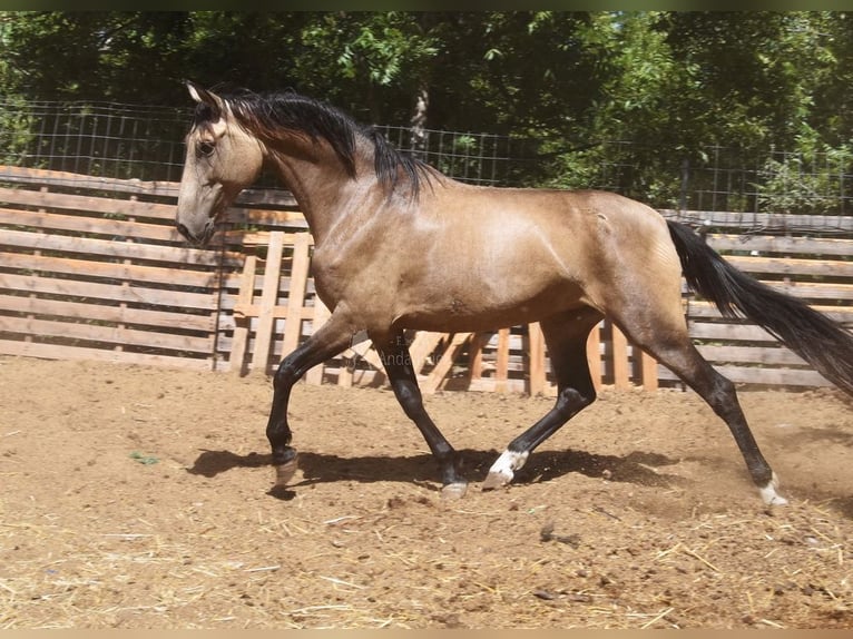 PRE Stute 8 Jahre 156 cm Falbe in Provinz Malaga