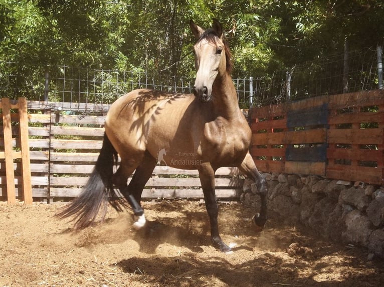 PRE Stute 8 Jahre 156 cm Falbe in Provinz Malaga