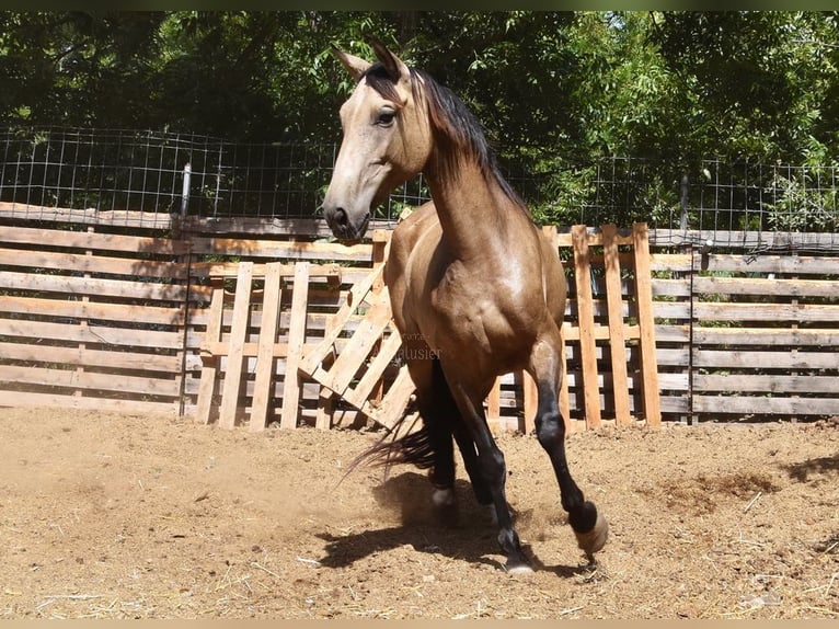 PRE Stute 8 Jahre 156 cm Falbe in Provinz Malaga