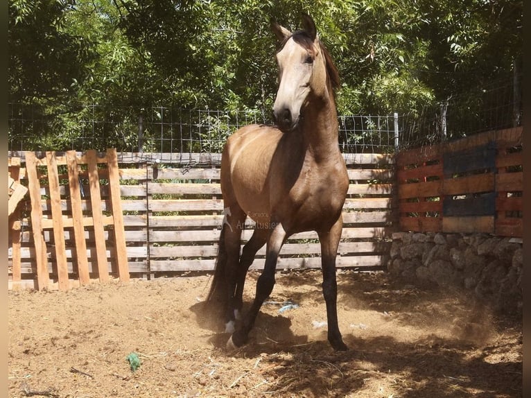 PRE Stute 8 Jahre 156 cm Falbe in Provinz Malaga