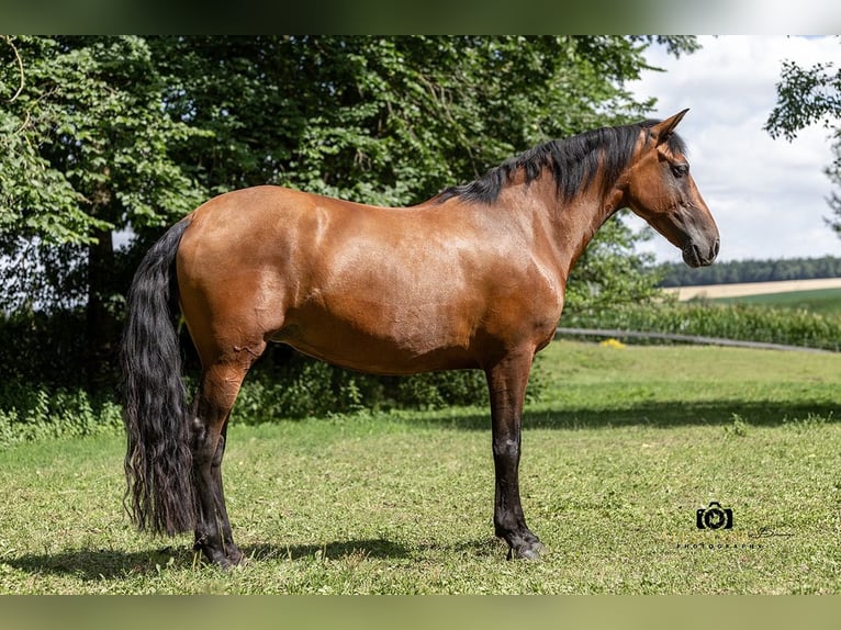 PRE Mix Stute 8 Jahre 157 cm Brauner in Taufkirchen (Vils)