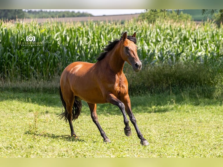 PRE Mix Stute 8 Jahre 157 cm Brauner in Taufkirchen (Vils)