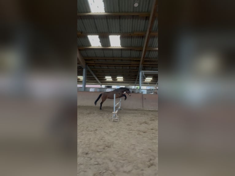 PRE Stute 8 Jahre 158 cm Brauner in Würselen