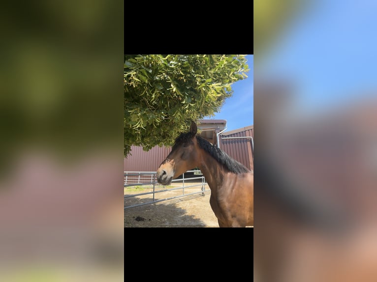 PRE Stute 8 Jahre 158 cm Brauner in Würselen
