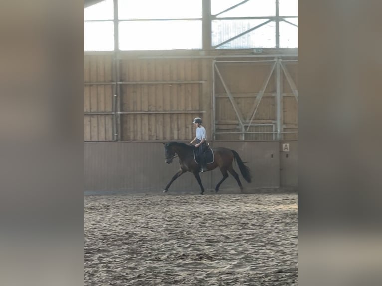 PRE Stute 8 Jahre 158 cm Brauner in Würselen
