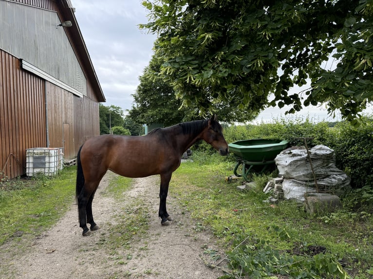 PRE Stute 8 Jahre 158 cm Brauner in Würselen