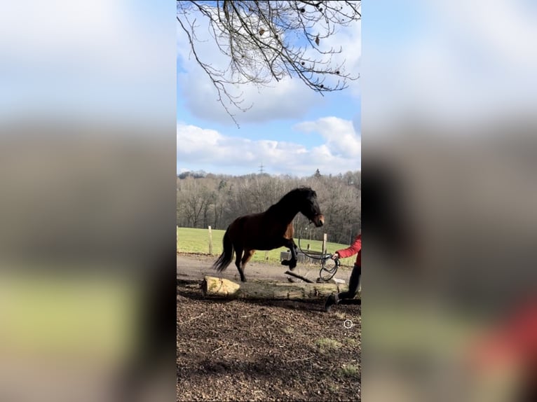 PRE Stute 8 Jahre 158 cm Brauner in Würselen