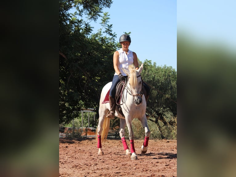 PRE Mix Stute 8 Jahre 158 cm Schimmel in Valencia