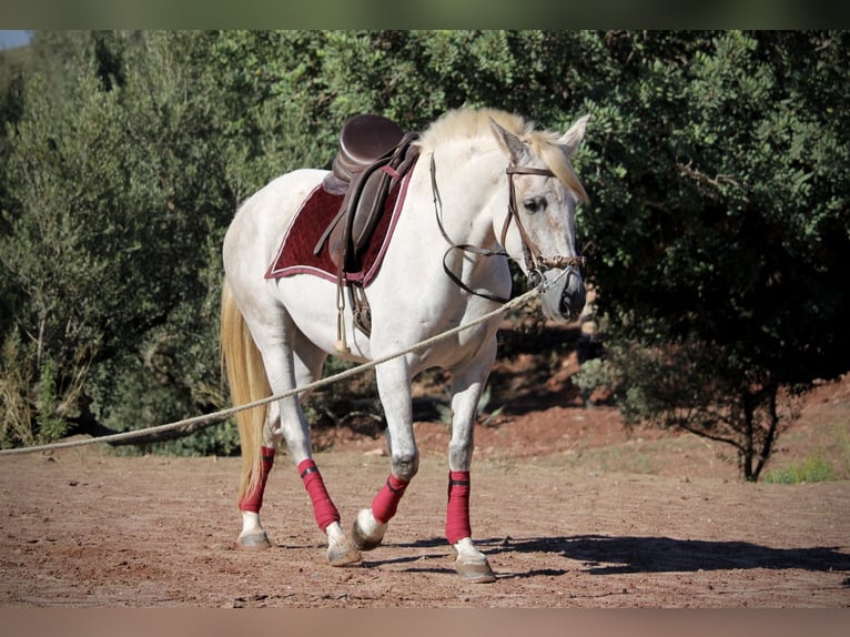 PRE Mix Stute 8 Jahre 158 cm Schimmel in Valencia