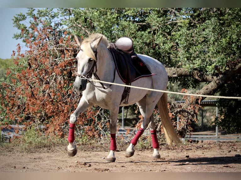 PRE Mix Stute 8 Jahre 158 cm Schimmel in Valencia