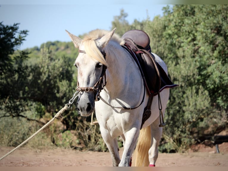 PRE Mix Stute 8 Jahre 158 cm Schimmel in Valencia