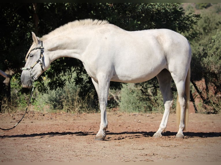 PRE Mix Stute 8 Jahre 158 cm Schimmel in Valencia
