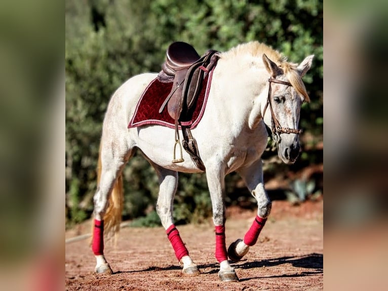 PRE Mix Stute 8 Jahre 158 cm Schimmel in Valencia